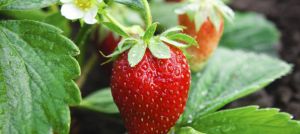 Motivation for a healthier life - Luscious strawberry plant.jpg